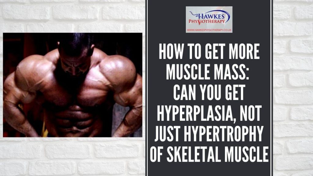 how-to-get-more-muscle-mass-can-you-get-hyperplasia-not-just-hypertrophy-of-skeletal-muscle