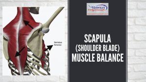 scapula-shoulder-blade-muscle-balance