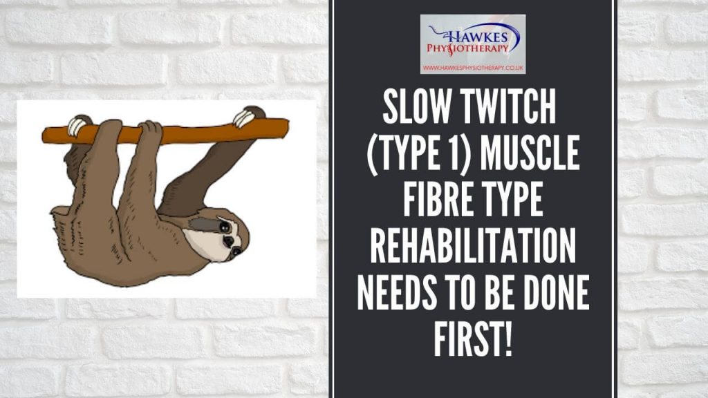 slow-twitch-type-1-muscle-fibre-type-rehabilitation-needs-to-be-done-first