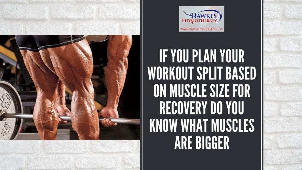 if-you-plan-your-workout-split-based-on-muscle-size-for-recovery-do-you-know-what-muscles-are-bigger