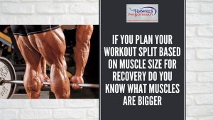 if-you-plan-your-workout-split-based-on-muscle-size-for-recovery-do-you-know-what-muscles-are-bigger
