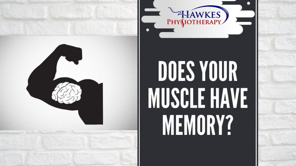 Does your muscle have memory?