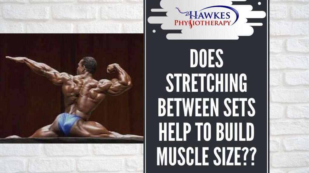 Does stretching between sets help to build muscle size?